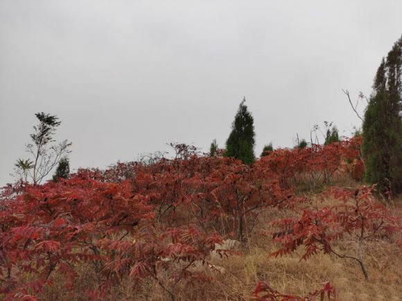 东平青峰山上火矩树红了